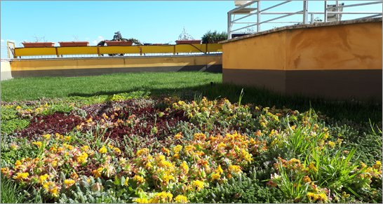 Copertura vegetale tetti