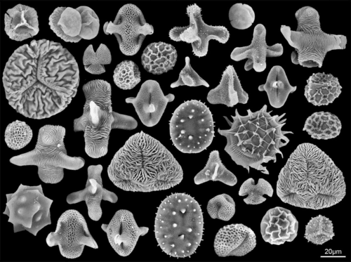 Polline Fossile - Cambia distribuzione delle piante sulla Terra